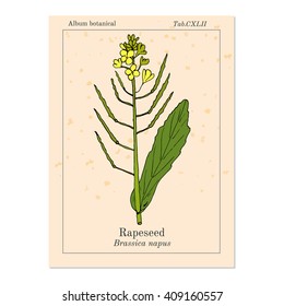 Rapeseed (Brassica napus),or rape, oilseed rape, rapa, rappi, rapaseed. Hand drawn botanical vector illustration