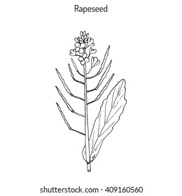 Rapeseed (Brassica napus),or rape, oilseed rape, rapa, rappi, rapaseed. Hand drawn botanical vector illustration