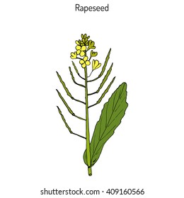 Rapeseed (Brassica napus),or rape, oilseed rape, rapa, rappi, rapaseed. Hand drawn botanical vector illustration