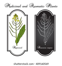 Rapeseed (Brassica napus),or rape, oilseed rape, rapa, rappi, rapaseed. Hand drawn botanical vector illustration