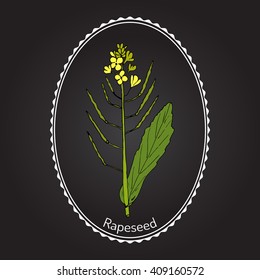 Rapeseed (Brassica napus),or rape, oilseed rape, rapa, rappi, rapaseed. Hand drawn botanical vector illustration