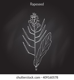 Rapeseed (Brassica napus),or rape, oilseed rape, rapa, rappi, rapaseed. Hand drawn botanical vector illustration