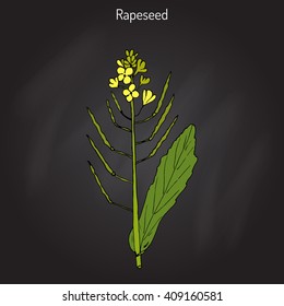 Rapeseed (Brassica napus),or rape, oilseed rape, rapa, rappi, rapaseed. Hand drawn botanical vector illustration