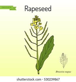 Rapeseed (Brassica napus),or rape, oilseed rape, rapa, rappi, rapaseed. Hand drawn botanical vector illustration