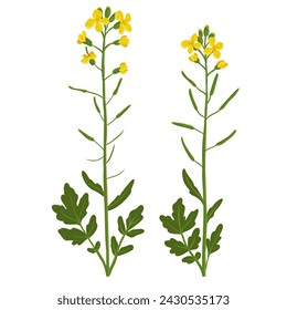 rapeseed, canola, field flower, vector drawing wild plants at white background, Brassica napus ,floral element, hand drawn botanical illustration