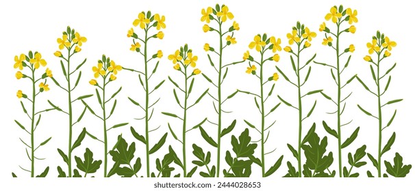 rapeseed, canola, field flower, vector drawing wild plants at white background, Brassica napus ,floral border, hand drawn botanical illustration