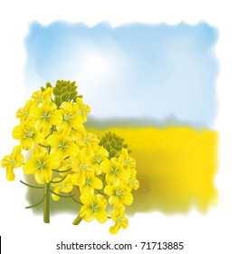 Rapeseed flower (Brassica napus) on a background field. Vector illustration.