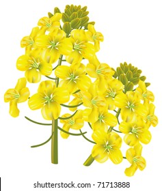 Rapeseed flower (Brassica napus). Vector illustration on white background.