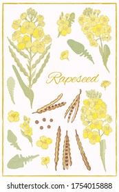 Rapeseed Flowers with Pod, Seeds in hand draw style isolated.