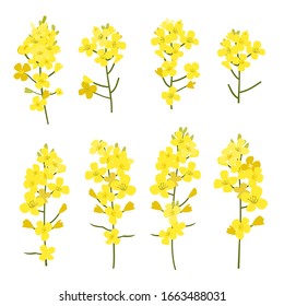 Rapeseed flowers set isolated on white background. Design elements of Brassica napus blossom, vector illustration.