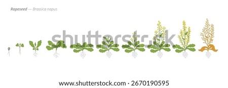 Rapeseed Life Cycle - Botanical Vector Illustration for Agriculture and Crop Planning