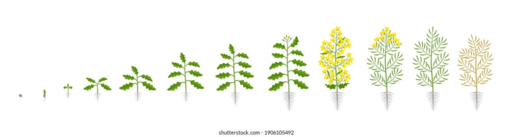 Rapeseed oilseed rape plant. Growth stages. Growing period steps. Brassica napus. Harvest animation progression. Fertilization phase. Cycle of life. Vector infographic set.
