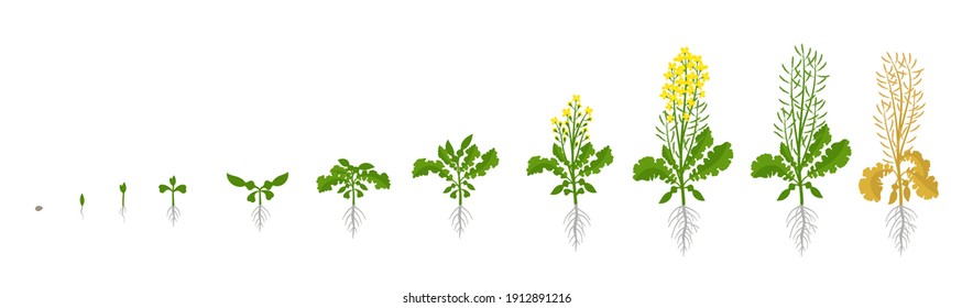Rapeseed oilseed rape plant. Growth stages. Growing period steps. Harvest animation progression development. Fertilization phase. Cycle of life. Vector infographic set.