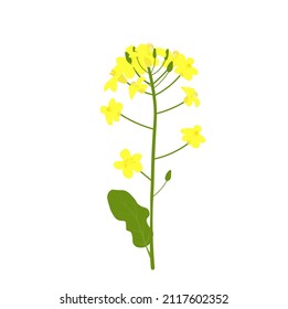 Rapeseed vector stock illustration. Yellow flower of field culture. Isolated on a white background. Spring. Medicinal plant, biofuel.