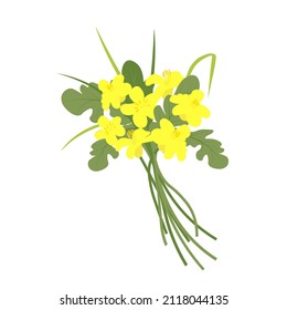 Rapeseed vector stock illustration. Yellow flower of field culture. Isolated on a white background. Spring. Medicinal plant, biofuel.