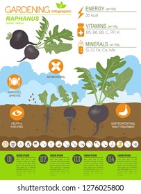 Raphanus beneficial features graphic template. Gardening, farming infographic, how it grows. Flat style design. Vector illustration