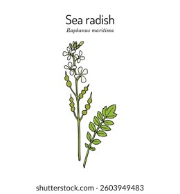 Sea radish (Raphanus maritima), medicinal and edible plant. Hand drawn botanical vector illustration