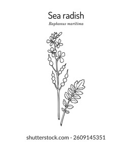 Sea radish (Raphanus maritima), medicinal and edible plant. Hand drawn botanical vector illustration