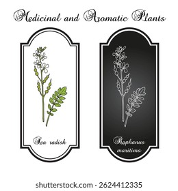 Sea radish (Raphanus maritima), medicinal and edible plant. Hand drawn botanical vector illustration