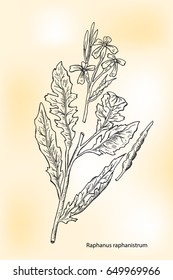 Raphanus raphanistrum. Hand drawn botanical vector illustration