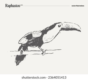 Raphastos bird realistic hand drawn vector illustration, sketch