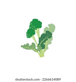 Rabe de rapini o brócoli, verdura crucifera verde. Ilustración vectorial aislada en fondo blanco. Para etiqueta de plantilla, embalaje, web, menú, logotipo, textil, icono