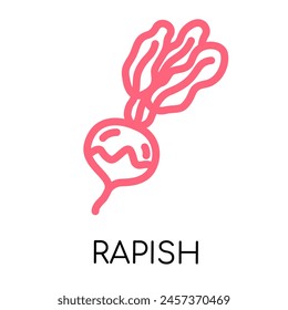 Rapish fat line vegetable icon, vector illustration