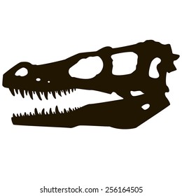 Raptor skull