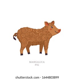 Rare animals collection. Mangalica pig. Unusual Pig breed having a long curly coat like a sheep. Flat style vector illustration isolated on white background