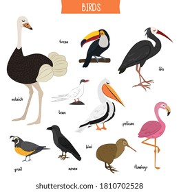 Rare bird. Vector cartoon toucan, ostrich, tern, kiwi, quail, raven, pelican, flamingo, ibis isolated icon set. Different rare wild zoo bird and waterfowl illustration. Ornithology and wildlife