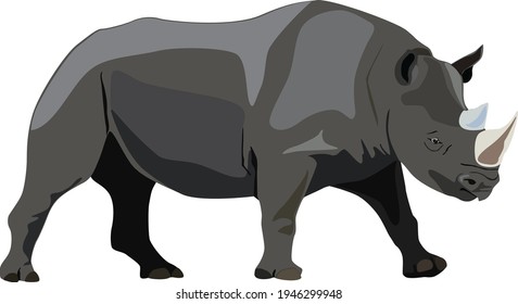 Rare black rhinoceros. Vector illustration