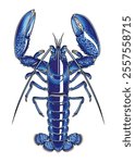 Rare Blue Lobster (1 in 2 million) top view detailed vector with staggering blue colour