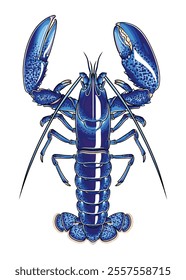 Rare Blue Lobster (1 in 2 million) top view detailed vector with staggering blue colour