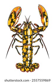 Rare Calico Lobster (1 in 20 million) top view detailed vector with staggering yellow pattern