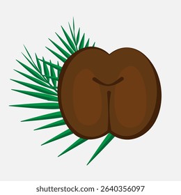 Rare Coco de Mer nut, lodoicea icon, sea coconut, coco de mer or double coconut. Lodoicea fruit from Seychelles, unique tropical palm seed
