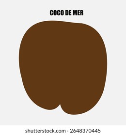 Rara noz de Coco de Mer, ícone lodoicea, coco-do-mar, coco de mer ou coco duplo. Lodoicea fruto de Seicheles, semente de palma tropical única
