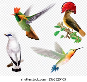 Rare exotic tropical birds and hummingbird on a transparent background. Vector mesh and curves illustration