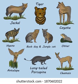 Rare mammals: tiger, chamois, coyote, jackal, otter, antelope, long-tailed porcupine, bush dog, jungle cat, hyena.  Realistic vector on a blue background.