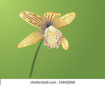 RARE Orchid
