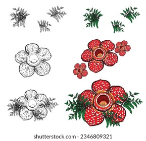 Rare Rafflesia arnoldii flower vector design from Indonesia usually used for graphic design decoration