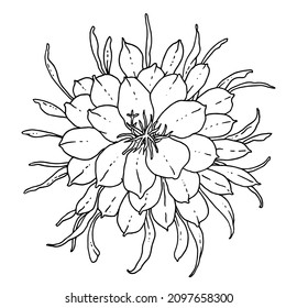 Rare white cactus Queen the night blossom  Isolated vector botanical illustration: retro vintage  hand drawn flower  black   white  outline  For wedding invitation  print card  tattoo 