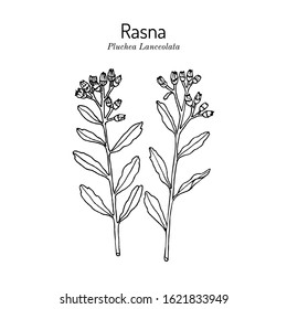 Rasana, or Rasna (pluchea lanceolata), medicinal plant. Hand drawn botanical vector illustration