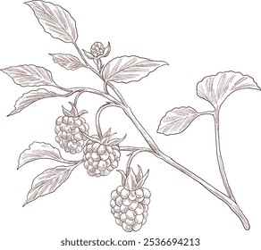 Himbeeren Obstpflanze botanische Skizze