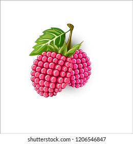 Rasberry fruit with a green leaf isolated. Vector illustration Eps 10.vector high detail. Detailed realistic ripe fresh rasberries.