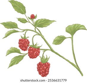 Rasberry planta pintura botânica ilustração