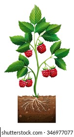 Rasberry planting in the ground illustration