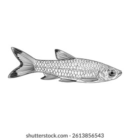 Rasbora vulgaris, the blacktip rasbora, freshwater tropical fish, contour lines hand drawn vector.