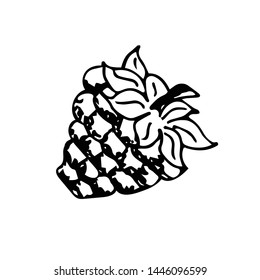Raspberries berries vector illustration. Engraved organic food hand drawn sketch engraving illustration. Black white apple isolated on white background
