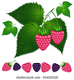 Raspberries and blackberries