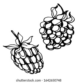 Raspberries and blackberries isolated sketch. Vector berry.